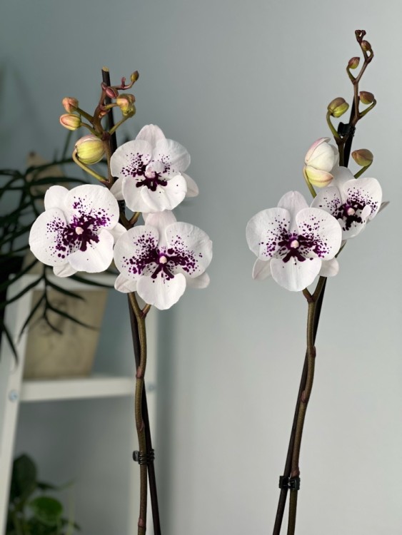 Орхидея Фаленопсис Даззлинг Кисс Биг Лип ⌀12 60 см 