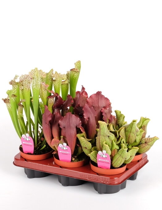 Саррацения ⌀12 