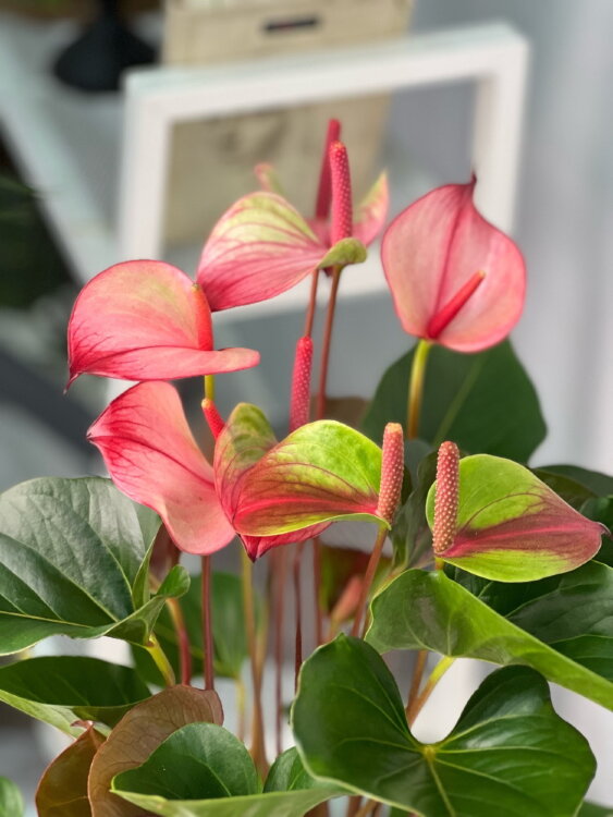 Антуриум Хот Липс ⌀17 55 см 