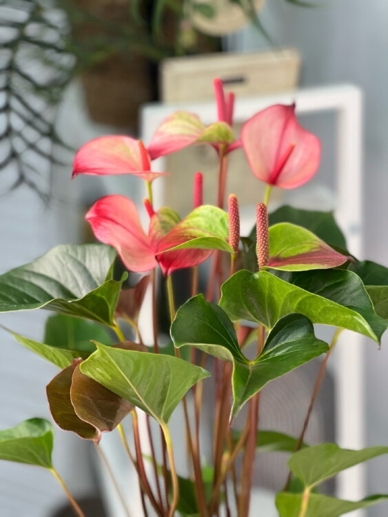 Антуриум Хот Липс ⌀17 55 см 