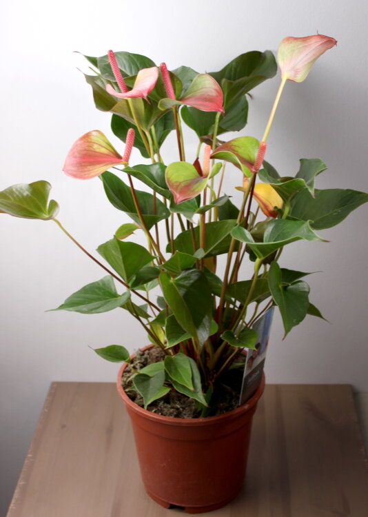 Антуриум Хот Липс ⌀17 55 см 