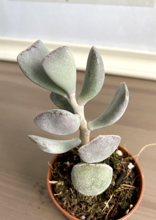 Адромискус Трункатус ⌀5 