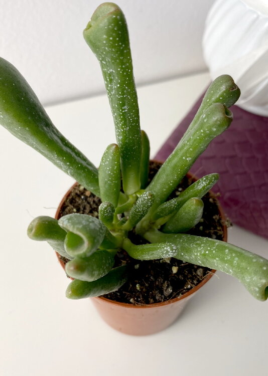 Крассула Овата Хоббит ⌀5 10 см 