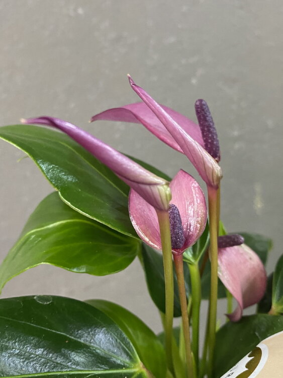 Антуриум Зизу ⌀7 25 см 