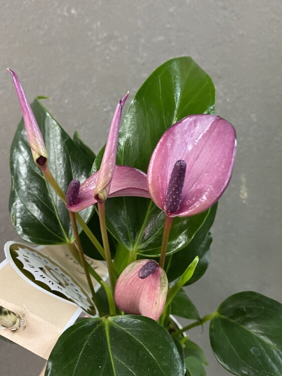 Антуриум Зизу ⌀7 25 см 