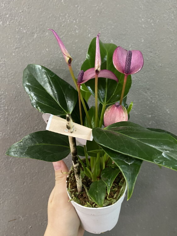 Антуриум Зизу ⌀7 25 см 