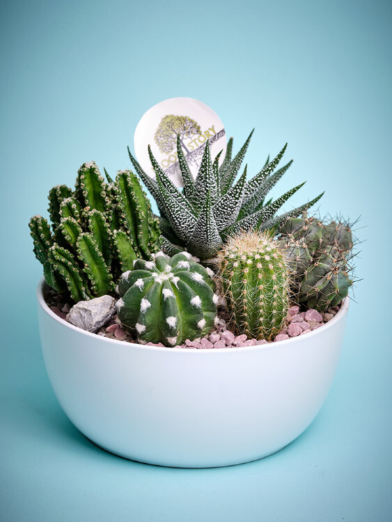 Композиция из кактусов в белой плошке 