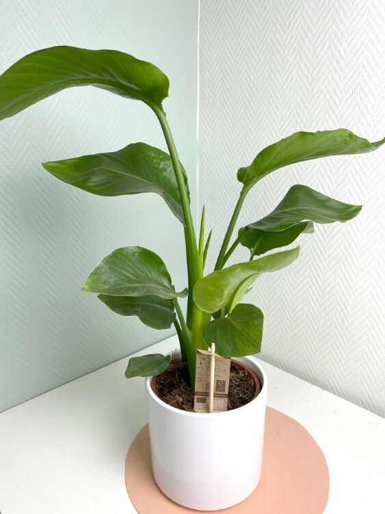 Стрелиция Николая ⌀17 80 см 