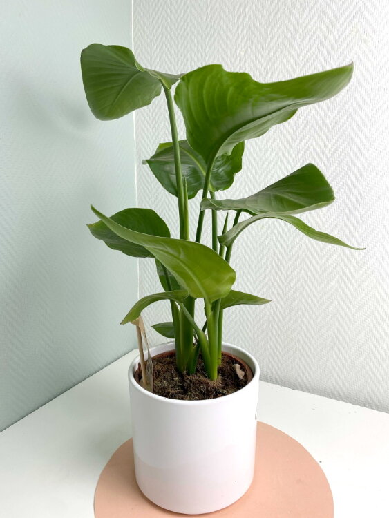 Стрелиция Николая ⌀17 80 см 