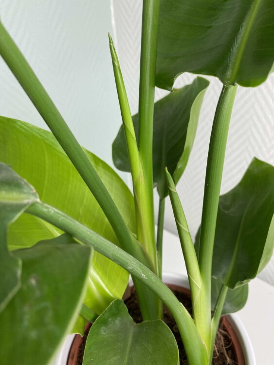 Стрелиция Николая ⌀17 80 см 