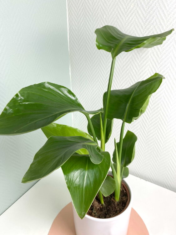 Стрелиция Николая ⌀17 80 см 