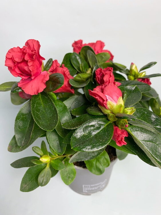 Азалия красная ⌀9 