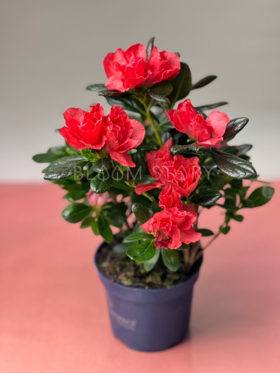 Азалия красная ⌀9 