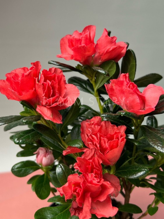 Азалия красная ⌀9 