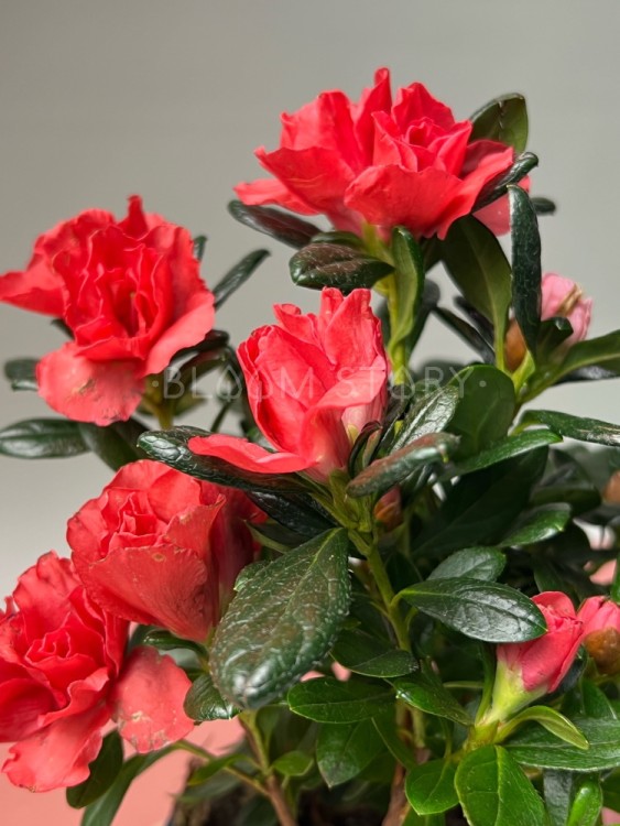 Азалия красная ⌀9 