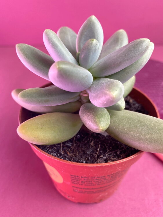 Пахифитум Капитан Джессоп ⌀8 