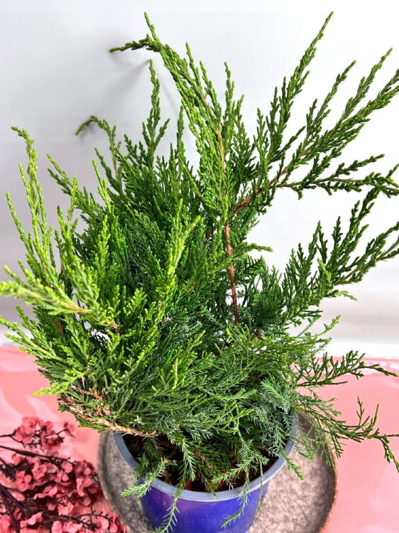 Можжевельник Минт Джулеп ⌀15 25 см 