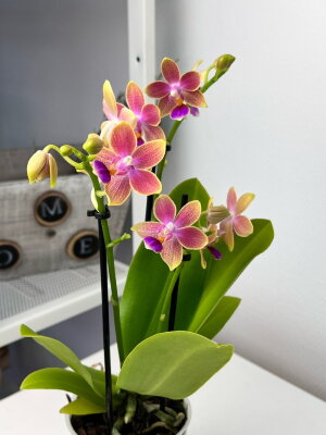 Орхидея Фаленопсис Утренний Бриз (Арома) ⌀9 25 см