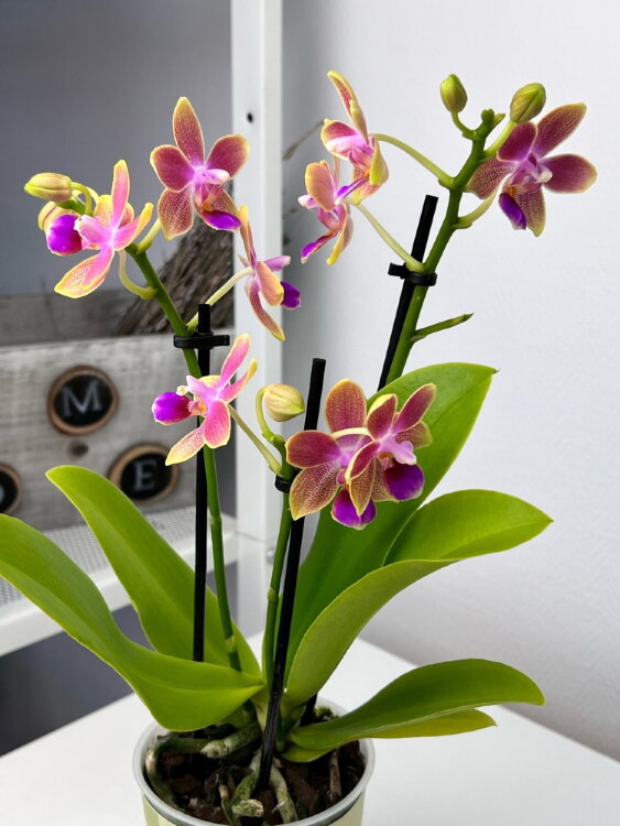 Орхидея Фаленопсис Утренний Бриз (Арома) ⌀9 25 см 