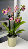 Орхидея Фаленопсис Утренний Бриз (Арома) ⌀9 25 см 