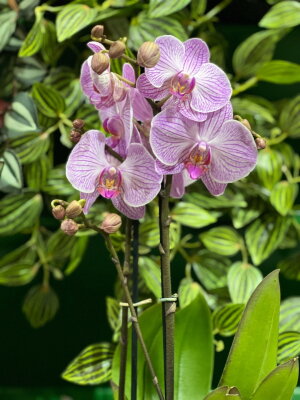 Орхидея Фаленопсис Бухарест ⌀12 60 см