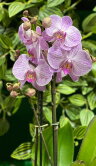 Орхидея Фаленопсис Бухарест ⌀12 60 см 