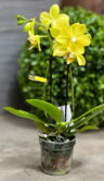 Орхидея Фаленопсис мини Лапаз ⌀7 20 см 