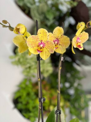 Орхидея Фаленопсис Чармер ⌀12 60 см