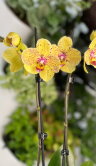 Орхидея Фаленопсис Чармер ⌀12 60 см 