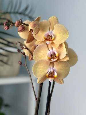 Орхидея Фаленопсис Карина ⌀12 55 см