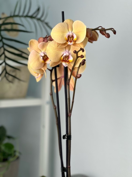 Орхидея Фаленопсис Карина ⌀12 55 см 