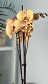 Орхидея Фаленопсис Карина ⌀12 55 см 