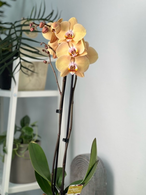 Орхидея Фаленопсис Карина ⌀12 55 см 