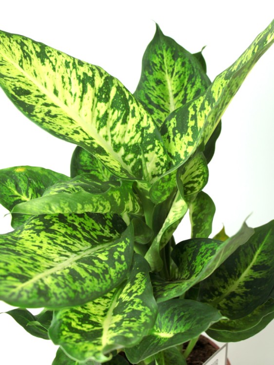 Диффенбахия Марс ⌀24 80 см 