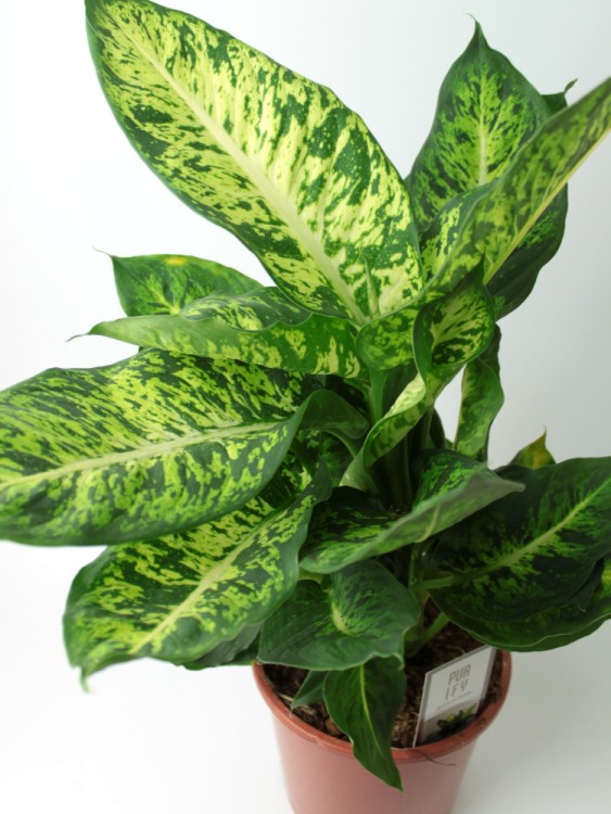 Диффенбахия Марс ⌀24 80 см 