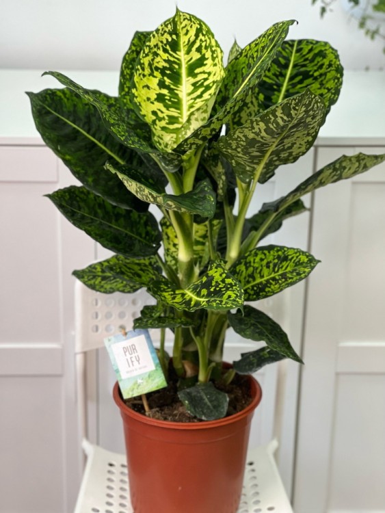 Диффенбахия Рефлектор ⌀24 90 см  Диффенбахия Рефлектор ⌀24 90 см