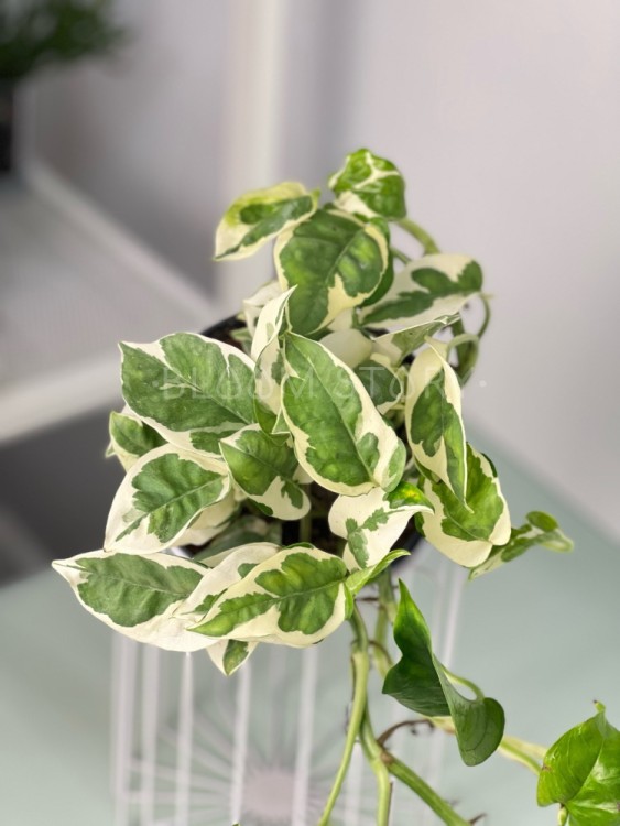 Эпипремнум Эн Джой ⌀12 25 см 