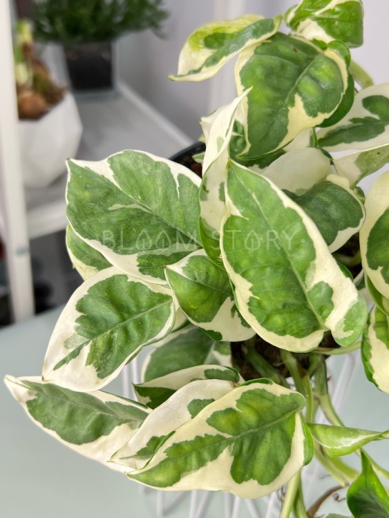 Эпипремнум Эн Джой ⌀12 25 см 