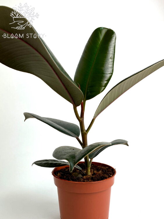 Фикус эластика Абиджан ⌀12 30 см 