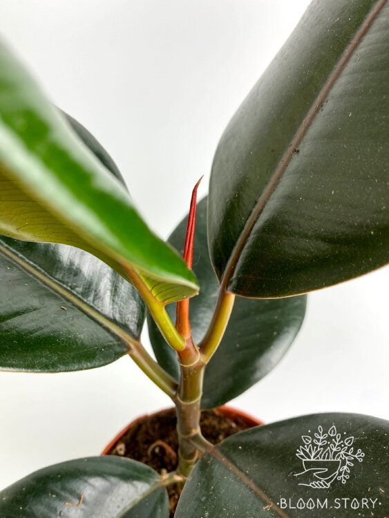 Фикус эластика Абиджан ⌀12 30 см 