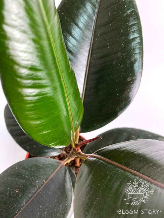 Фикус эластика Абиджан ⌀12 30 см 