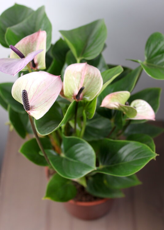 Антуриум Фиолетовый ⌀17 50 см 