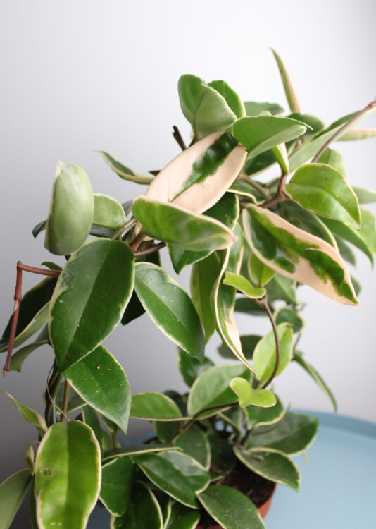 Хойя Карноза на опоре ⌀12 40 см 