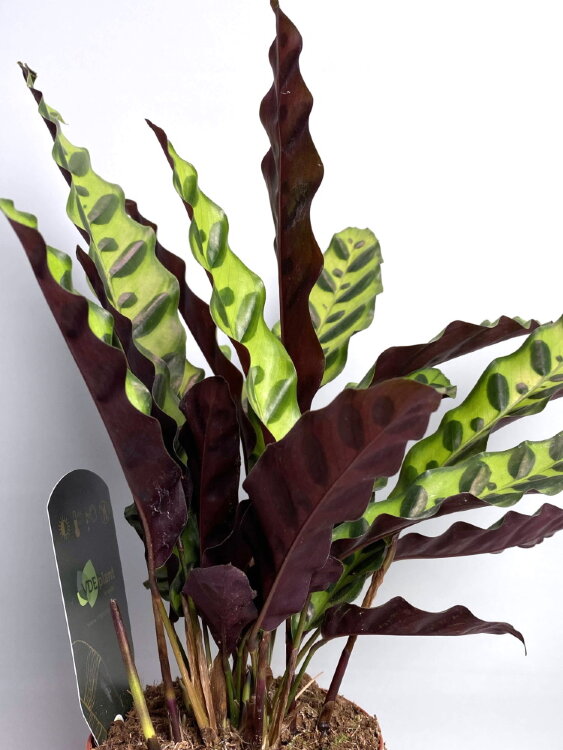 Калатея Лансифолия ⌀12 35 см 