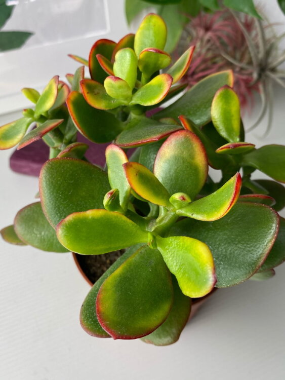 Крассула Овата Сансет ⌀10 15 см 