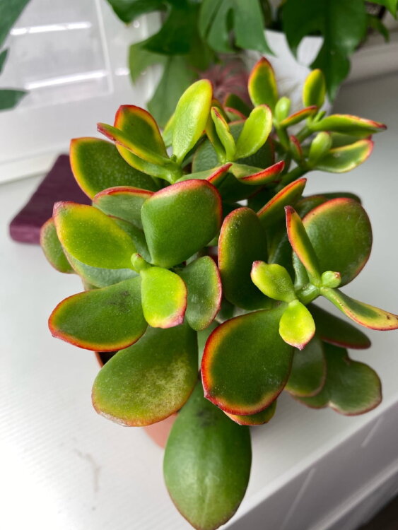 Крассула Овата Сансет ⌀10 15 см 