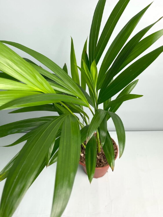 Хризалидокарпус (Арека) ⌀9 30 см 