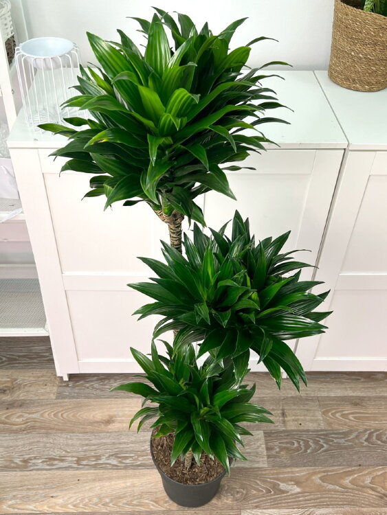 Драцена Фрагранс Компакта 3 ствола ⌀24 130 см  Драцена Фрагранс Компакта 3 ствола ⌀24 130 см