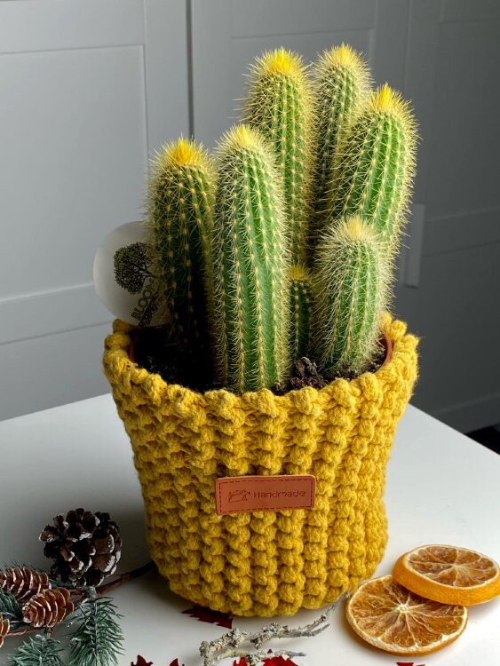 Кактус в жёлтом свитере 