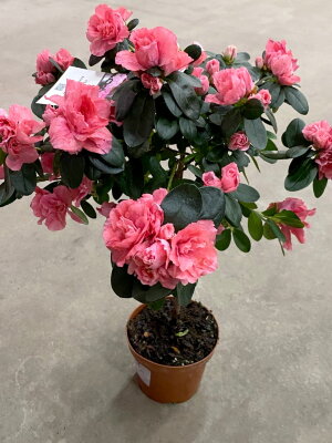 Азалия розовая штамб ⌀19 60 см